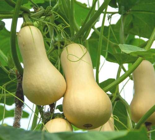 Yellow Pumpkin Seeds – Heirloom, Non-GMO, High Germination Organic Garden Seeds Planting