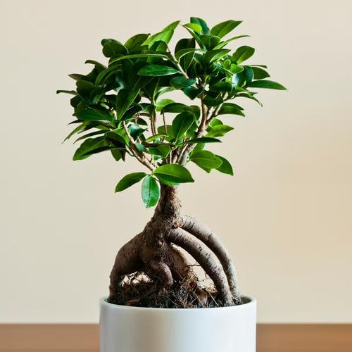 green ficus flower seeds
