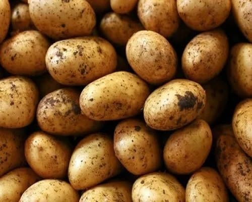 Brown Potato Seeds – Heirloom, Non-GMO, High Germination Organic Garden Seeds Planting