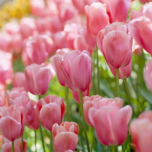 Pink Tulip Flower Seeds for Planting – Heirloom, Non-GMO, High Germination