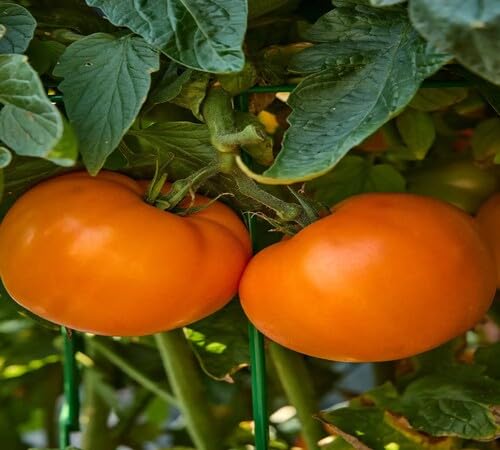 Tomato Orange Seeds – Heirloom, Non-GMO, High Germination Organic Garden Seeds