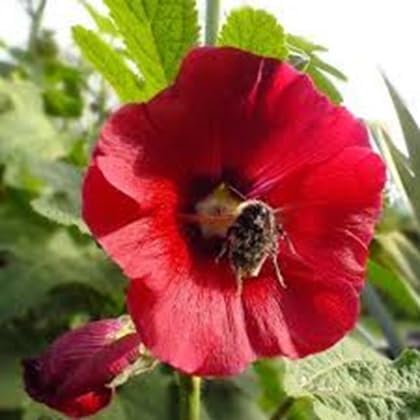 Hollyhock Flower Seeds – Heirloom, Non-GMO, High Germination Organic Garden Seeds for Planting
