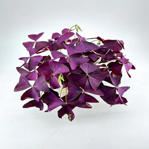 purple oxalis flower seeds