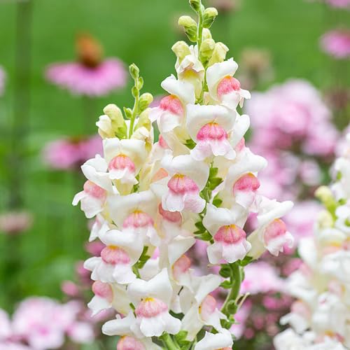 Pink White Antirrhinum Majus Flower Seeds Heirloom Non-GMO High Germination Organic Garden Seeds for Planting