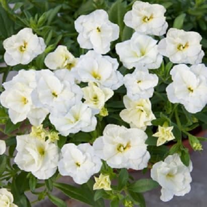 Yellow White Calibrachoa Flower Seeds – Heirloom, Non-GMO, High Germination Organic Garden Seeds for Planting