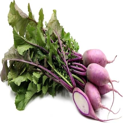 Purple Radish Seeds – Heirloom, Non-GMO, High Germination Organic Garden Seeds Planting