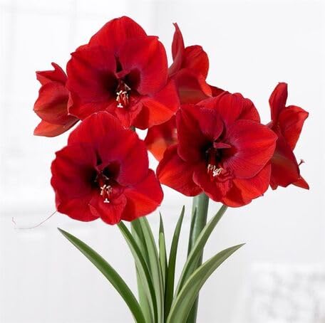 red amaryllis flower seeds