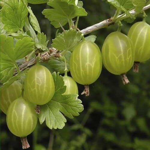 Green Gooseberry Fruit Seeds – Heirloom, Non-GMO, High Germination Organic Garden Seeds