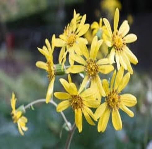 Yellow Farfugium Flower Seeds – Heirloom Non-GMO High Germination Organic Seeds