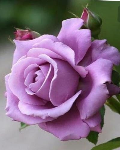 Purple Rose Flower Seeds for Planting – Heirloom Non-GMO High Germination Organic Garden Seeds