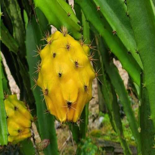 Yellow Pitaya Seeds – Heirloom, Non-GMO, High Germination Organic Garden Seeds