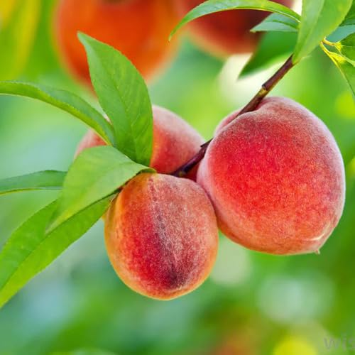 Red Peach Seeds – Heirloom, Non-GMO, High Germination Organic Garden Seeds