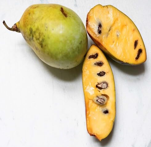 Yellow Paw Paw Seeds – Heirloom, Non-GMO, High Germination Organic Garden Seeds