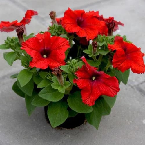 Calibrachoa Flower Seeds Red – Heirloom, Non-GMO, High Germination Organic Garden Seeds for Planting