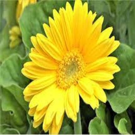 daisygerberafloweryellowheirloomnongmo flower seeds