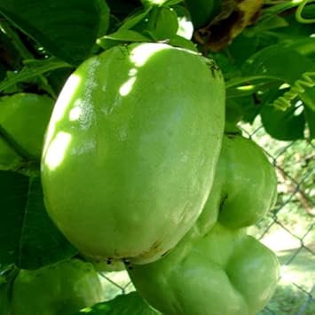 Giant Passiflora Granadilla Fruit Seeds for Planting – Heirloom, Non-GMO, High Germination Organic Garden Seeds for Unusual, Sweet Fruits