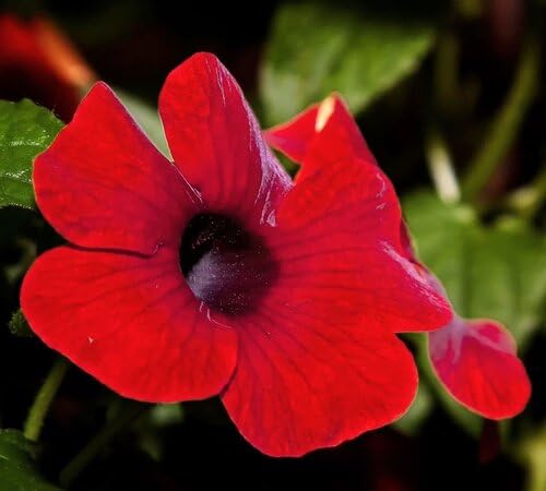 Thunbergia Flower Seeds Red Heirloom Non-GMO High Germination Organic Garden Seeds for Planting