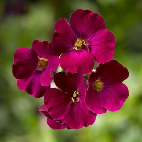 Red Aubrieta Flower Seeds Heirloom Non-GMO High Germination Organic Garden Seeds for Planting