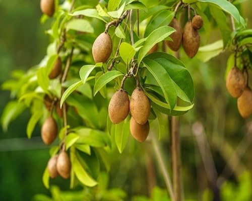 Sapodilla Seeds – Heirloom, Non-GMO, High Germination Organic Garden Seeds