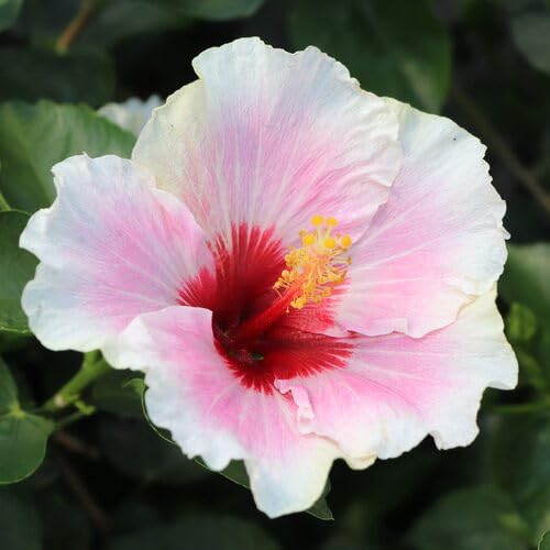Pink White Hibiscus Flower Seeds Heirloom Non-GMO High Germination Organic Garden Seeds for Planting