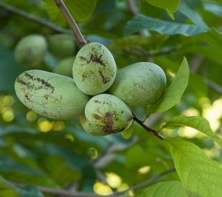 Asimina Seeds – Heirloom, Non-GMO, High Germination Organic Garden Seeds