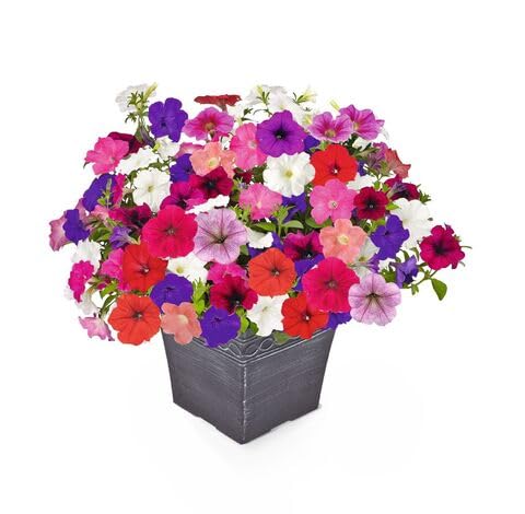 mixed petunia flower seeds