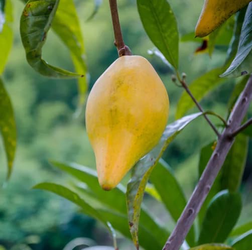 Yellow Lucuma Seeds – Heirloom, Non-GMO, High Germination Organic Garden Seeds