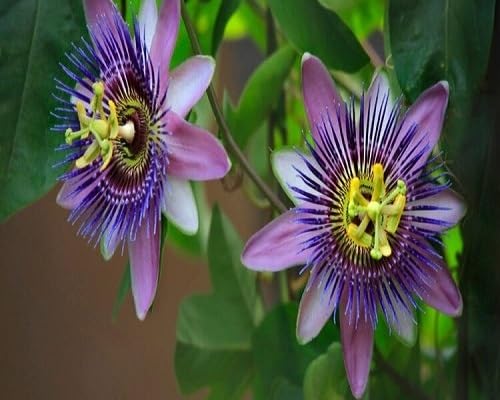Violet Passion Edulis Flower Seeds – Heirloom Non-GMO High Germination Organic Garden Seeds