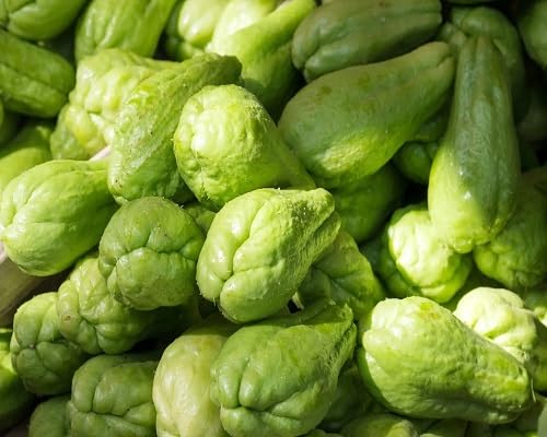 Green Chayote Seeds – Heirloom, Non-GMO, High Germination Organic Garden Seeds Planting