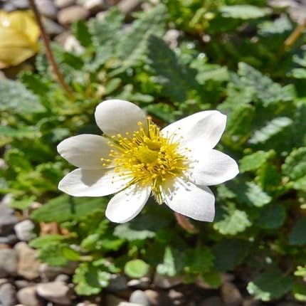 White Octopetala Flower Seeds – Heirloom, Non-GMO, High Germination Organic Garden Seeds for Planting