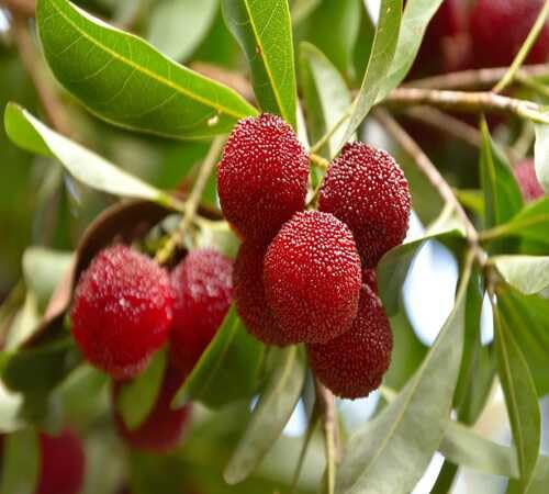 Red Rubra Seeds – Heirloom, Non-GMO, High Germination Organic Garden Seeds