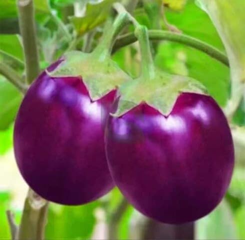 Purple Brinjal Seeds – Heirloom, Non-GMO, High Germination Organic Garden Seeds Planting