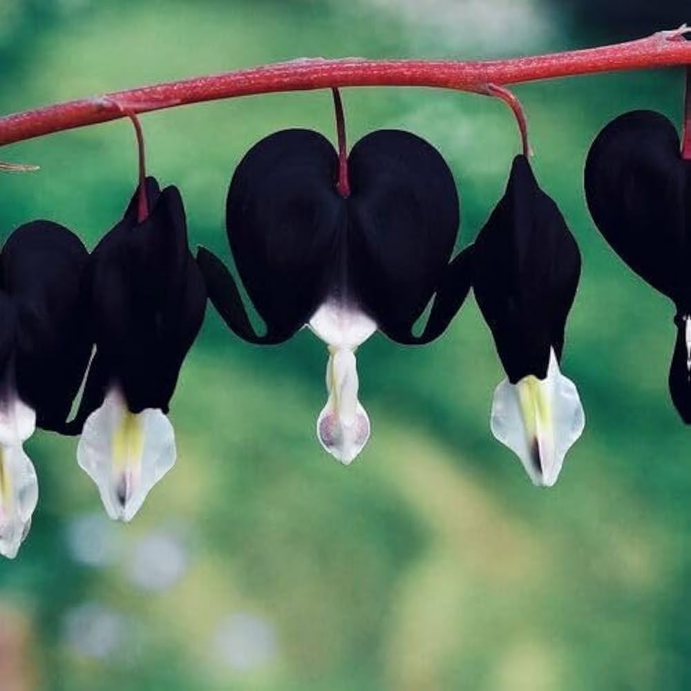 Black Bleeding Heart Flower Seeds for Planting – Heirloom Non-GMO Organic Garden Seeds