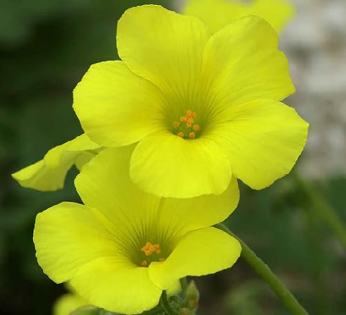 yellow oxalis flower heirloom non-gmo seeds