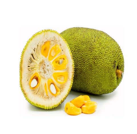 Green Jackfruit Seeds – Heirloom, Non-GMO, High Germination Organic Garden Seeds