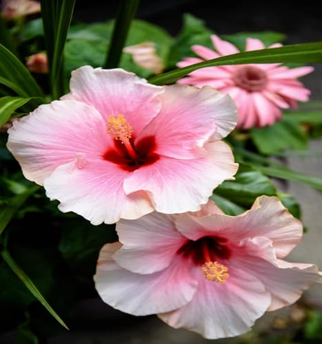 Hibiscus Flower Seeds – Heirloom, Non-GMO, High Germination Organic Garden Seeds for Planting