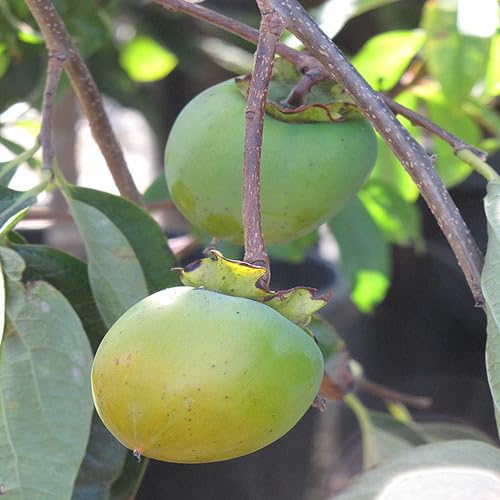 Green Kaki Permission Seeds – Heirloom, Non-GMO, High Germination Organic Garden Seeds