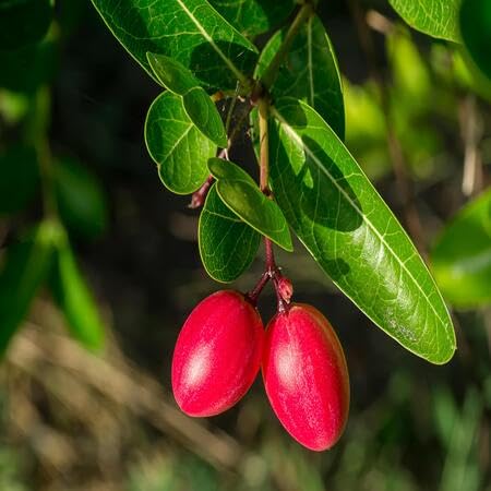 Carandas Seeds – Heirloom, Non-GMO, High Germination Organic Garden Seeds