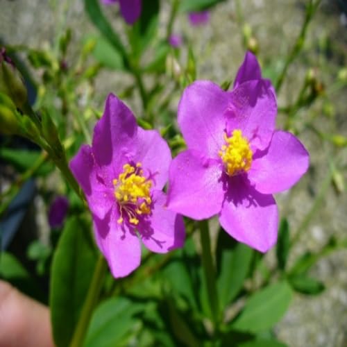 Purple Talinum Flower Seeds Heirloom Non-GMO High Germination Organic Garden Seeds for Planting