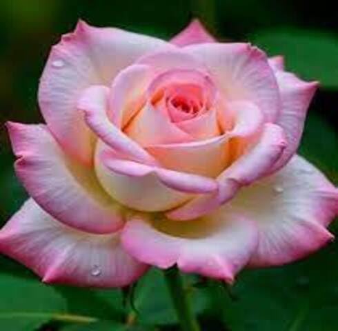 White Pink Rose Flower Seeds Heirloom Non-GMO High Germination Organic Garden Seeds for Planting