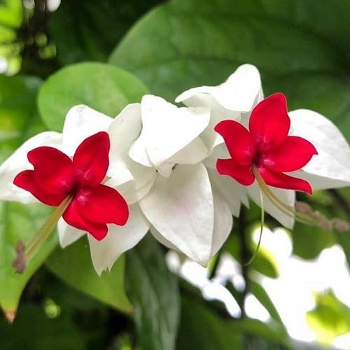 White Red Clerodendrum Thomsoniae Flower Seeds Heirloom Non-GMO High Germination Organic Garden Seeds for Planting