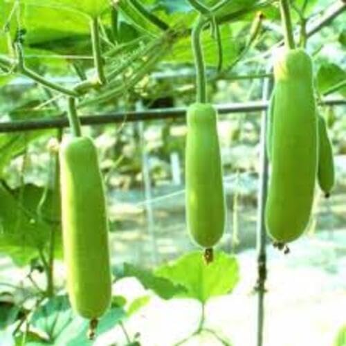Bottlegourd Green Seeds – Heirloom, Non-GMO, High Germination Organic Garden Seeds Planting
