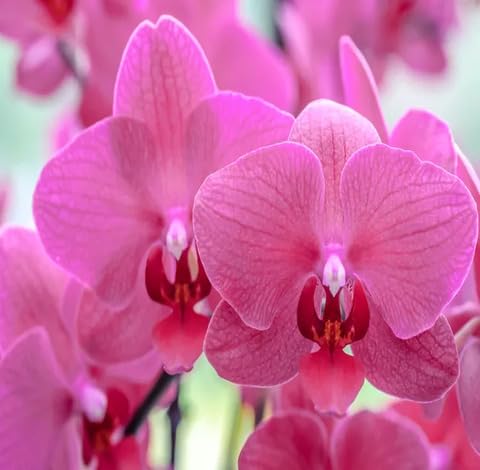 pink orchid flower seeds
