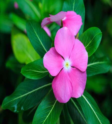 Pink Vinca Flower Seeds – Heirloom Non-GMO High Germination Organic Garden Seeds