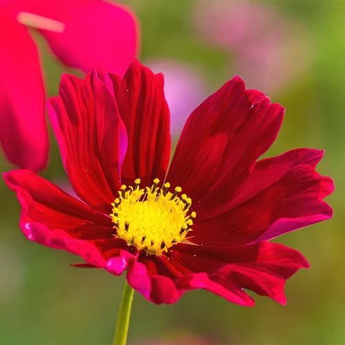 red cosmos flower seeds