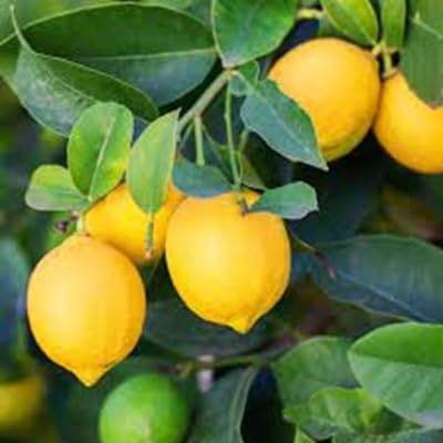 Lemon Fruit Seeds – Heirloom, Non-GMO, High Germination Organic Garden Seeds