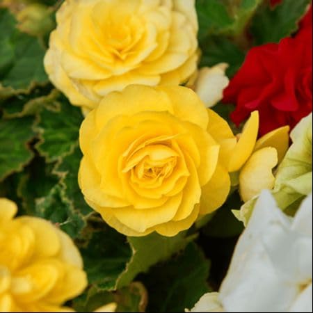 Yellow Double Begonia Flower Seeds for Planting – Heirloom, Non-GMO, High Germination