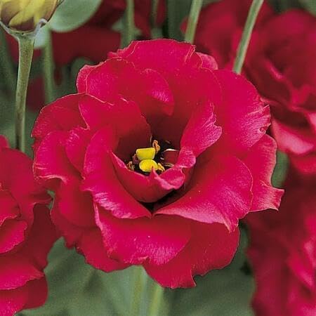 Red Lisianthus Flower Seeds – Heirloom, Non-GMO, High Germination Seeds