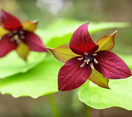 Trillium Flower Seeds Maroon Heirloom Non-GMO High Germination Organic Garden Seeds for Planting