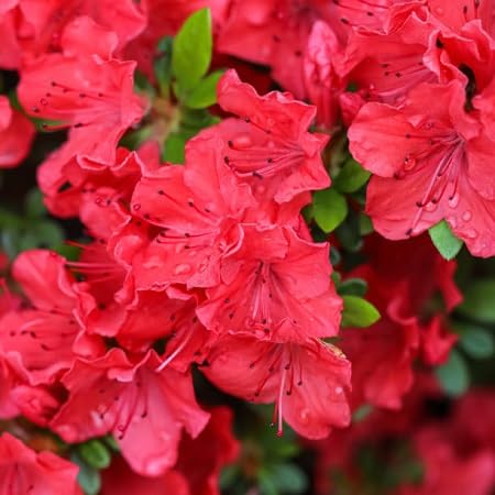 Rhododendron Red Flower Seeds for Planting – Heirloom Non-GMO High Germination Organic Garden Seeds